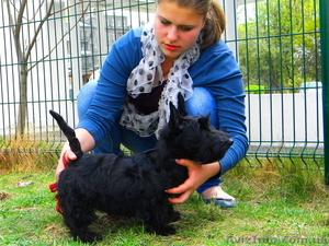 Щеночки скотч-терьера #181955