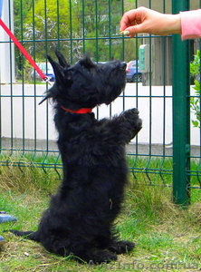 Малыши скотч - терьера #185194