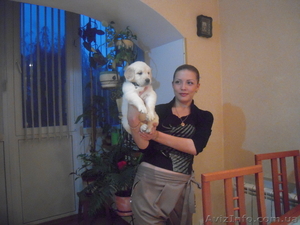 лабродорчики -ретриверы #263148