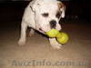 Шикарный кобель английского бульдога #275107