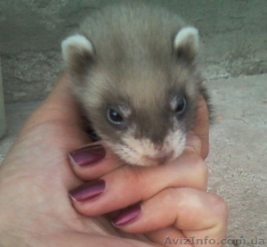 продам хорьков не дорого #273925