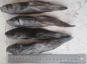 бычок морской соленый с азовского моря #276556