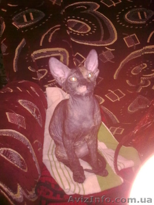 продам кошку порды донской сфикс #255239