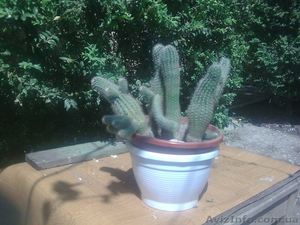 продам композицию из кактусов,  200 грн.,   #257570