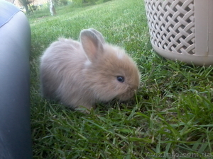 Продам кролика декоративного #276617