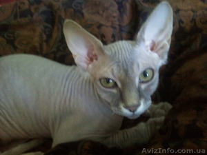 Удивительный,  ласковый котенок канадского сфинкса любящим хозяевам #277031