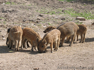 ПРОДАМ СВИНЬИ ДИКИЕ  #265895