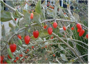 Продам Ягодки Годжи #259187