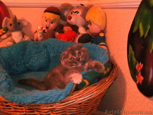 шотландская вислоушка #265814