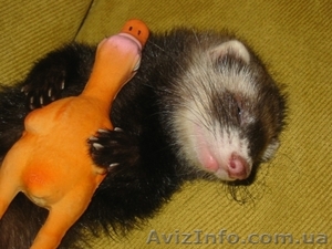 Продам щеночков декоративного хорька (фретки) #257161
