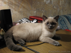 Шотландская прямоухая кошечка! Недорого! #256216