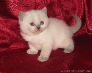 Шотландские котята разных окрасов. #185243