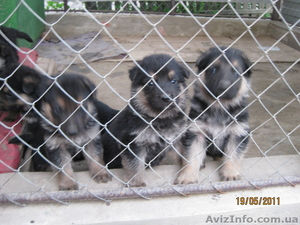  немецкой овчарки Щенки #270178