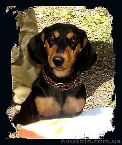 продам щенков черной таксы #273712