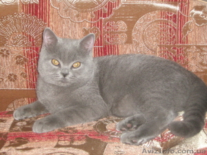 Продам британского котёнка!!!! #279754