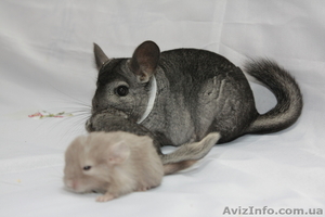 Продам шиншилу Сірий Стандарт в г. Запорожье #274003