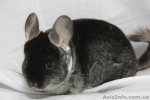 Продам шиншилу Киев  #273564