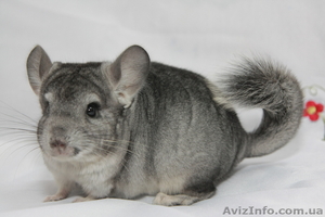 Продам шиншилу Сірий Стандарт #273921