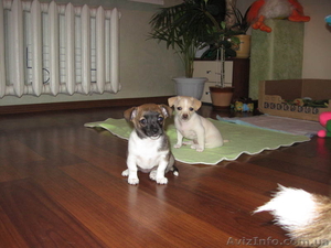 Щенки породы чихуахуа #260186