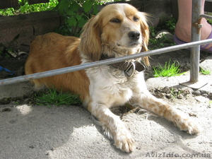 отдадим в хорошие руки щенков #266544