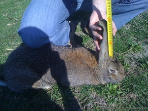 кролики великаны фландер белый великан бабочка калифорнийцы #255649