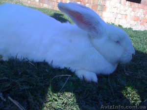 кролики великаны #218405