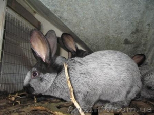 кролики серебристый  #259127