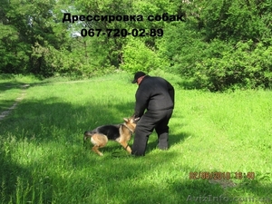 Дрессировка собак всех пород #251636