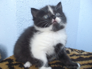 Подарю котят в хорошие руки!!! #277641