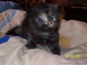 Кремово-рыжие котята и черепашка метисы шотландца и перса #270386