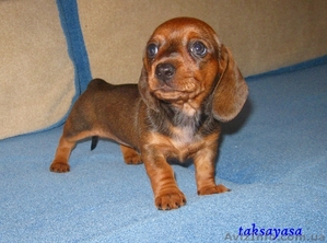 продам щенков таксы с красным мраморным геном #271825