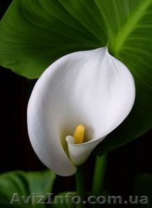 Калла белая корневищная #255845