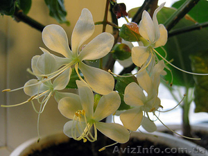 Клеродендрумы - инерме,  угандийский...... #259157