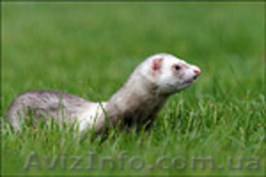 продаются фретки #250850