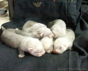 продам щенков фретки не дорого #273919