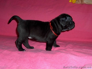 Щенки кане корсо #266662