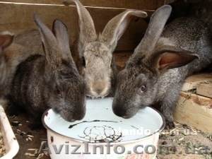 Кролики живым весом #251895