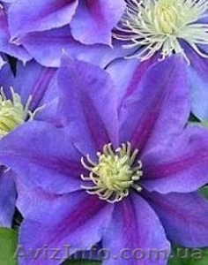 Продаю клематисы #257599