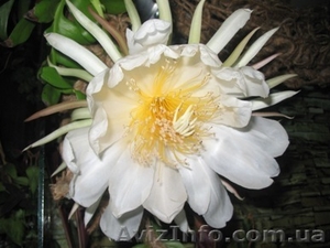 Красиво цветущие комнатные растения #259171