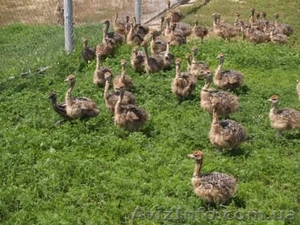 Гасанов Евгений,  gev4@agro.dp.ua +380504518882 #250348