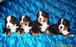продам щенков бернского зенненхунда #219890