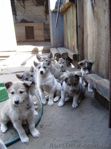 Дипломированние щенки западно-сибирской лайки #276469