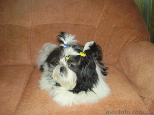 Срочно! девочка ши тцу,  лучшая из помёта #277719