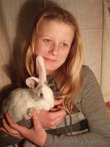 Продам кролі великої та середньої породи #279667