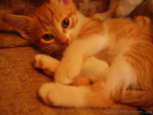 Отдам в хорошие руки рыже-полосатого котенка #251001