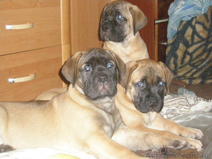 продаются щенки бульмастифа  #258123