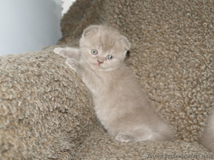 Шотландские вислоухие,  скоттиш фолд #258677