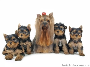Продажа  Щенков Йоркширского терьера  #269443