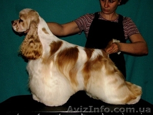 щенки американского кокер спаниеля 1.5 мес #260817