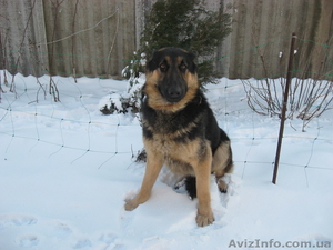 Элитный производитель нем.овчарок #256061